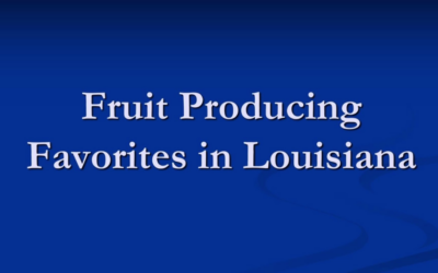 Fruit Tree Seminar (Video)